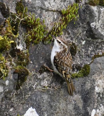 Treecreeper
