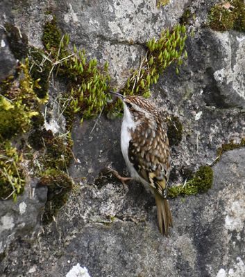 Treecreeper