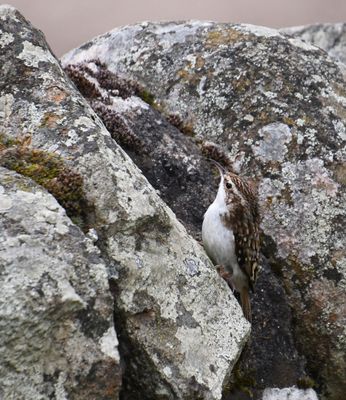 Treecreeper