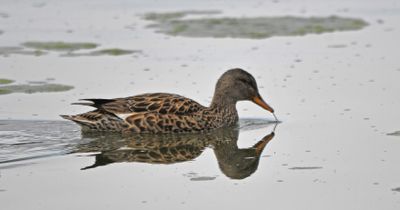 Gadwall