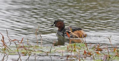 Little Grebe