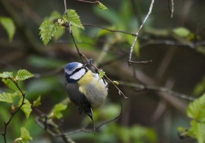 Blue Tit