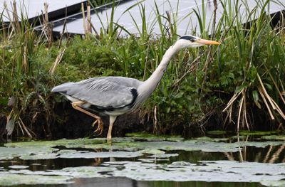 Grey Heron