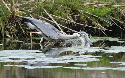 Grey Heron