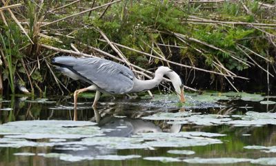 Grey Heron