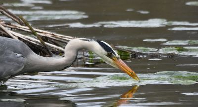 Grey Heron