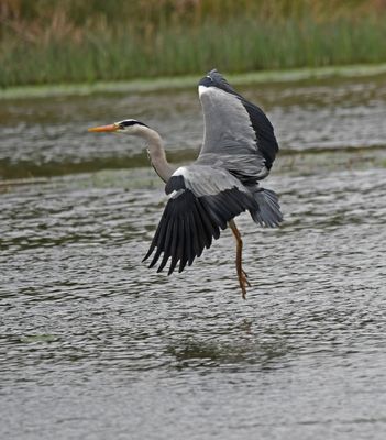 Grey Heron