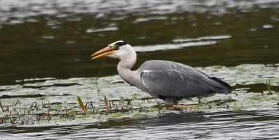 Grey Heron