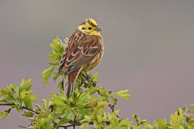 Yellowhammer