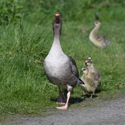 Greylag Goose