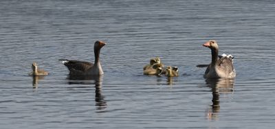 Greylag Goose