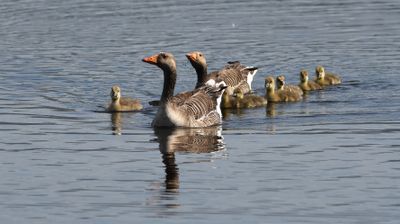 Greylag Goose