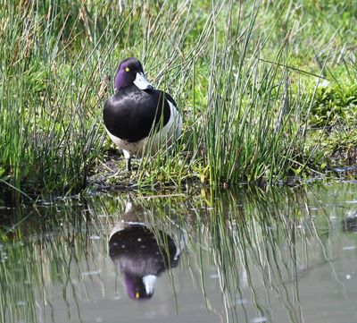 Tufted Duck