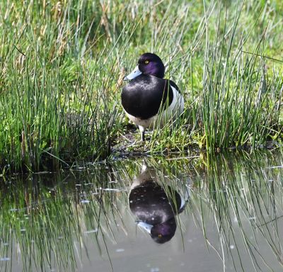 Tufted Duck