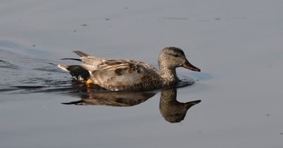 Gadwall