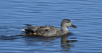 Gadwall