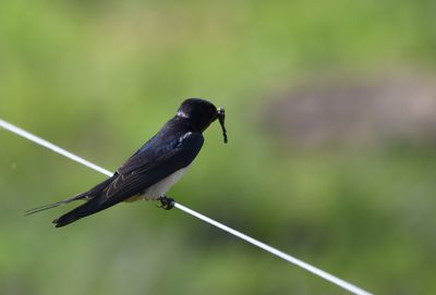 Swallow