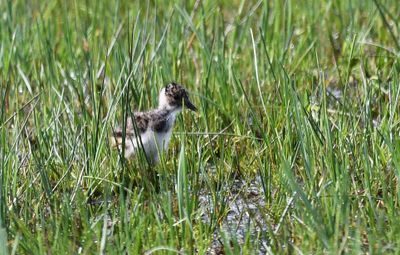 Lapwing