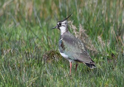Lapwing