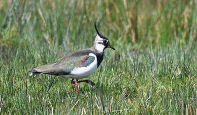 Lapwing