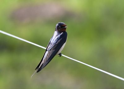Swallow