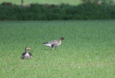 Pink-footed Goose