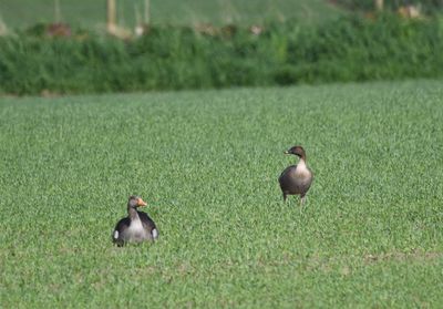 Pink-footed Goose