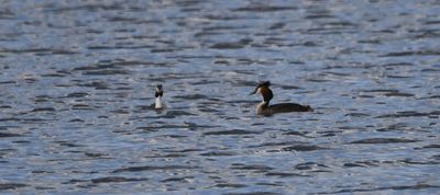 Great Crested Grebe