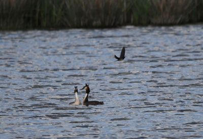 Great Crested Grebe