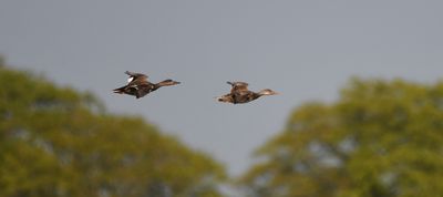 Gadwall