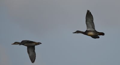 Gadwall