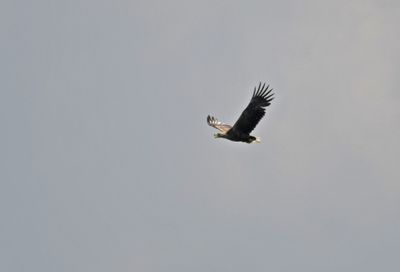 White-tailed Eagle