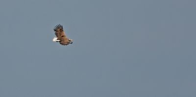 White-tailed Eagle