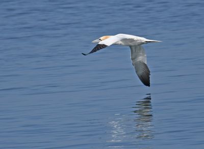 Gannet