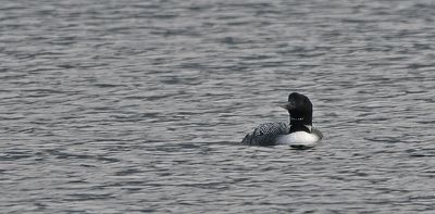 Great Northern Diver