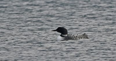 Great Northern Diver