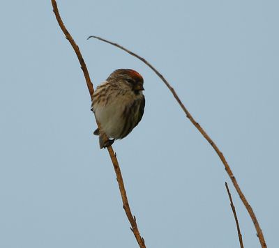 Lesser Redpoll