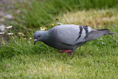 Rock Dove