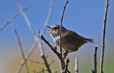 Wren