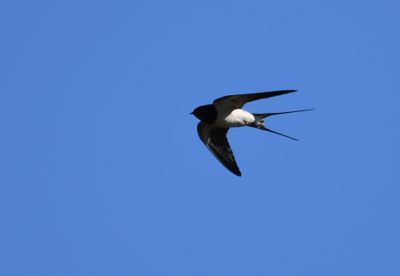 Swallow