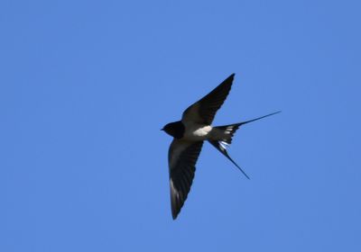 Swallow