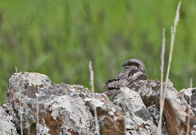 Nightjar
