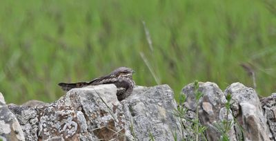 Nightjar