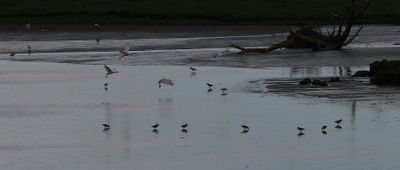 Spoonbill