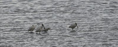 Spoonbill