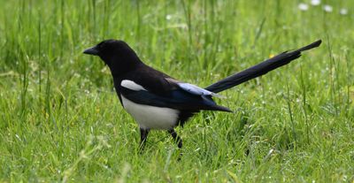 Magpie