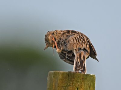 Skylark
