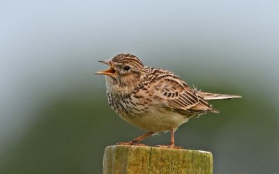 Skylark