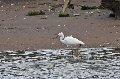 Little Egret