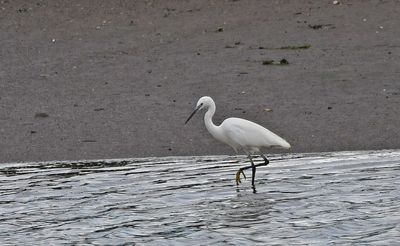 Little Egret